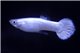 Guppy koi snow white mâle 1,5-2,5 cm