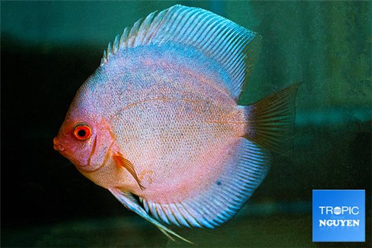 Discus dark angel 12 cm WYSIWYG acclimaté