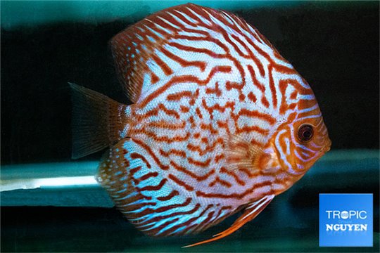 Discus brillant turquoise 14 cm WYSIWYG acclimaté