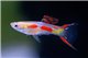 Guppy mâle endler calico (Poecilia wingei) 1-2 cm