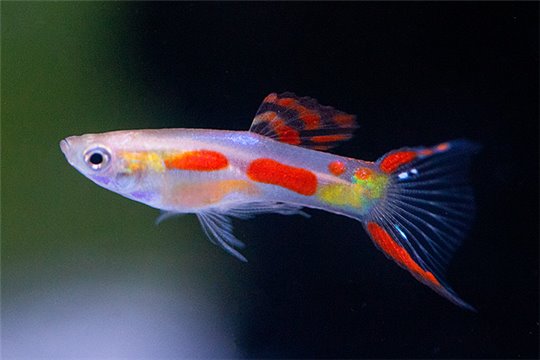 Guppy mâle endler calico (Poecilia wingei) 1-2 cm