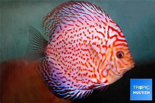 Discus Stendker red leopard 12 cm WYSIWYG acclimaté