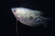 Gourami cosby (Tricho. trichopterus) - L