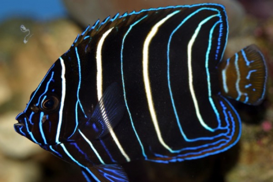 Pomacanthus chrysurus 9-12 cm