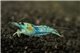 Crevette Carid. Hetero. Var. "rili shrimp" bleu 1-1,5