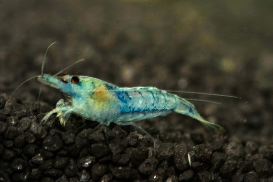 Crevette Carid. Hetero. Var. "rili shrimp" bleu 1-1,5
