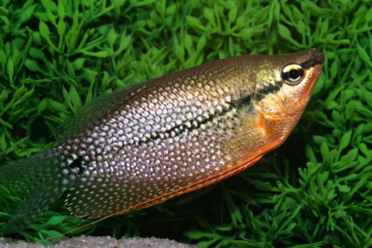 Gourami leeri (Tricho. leeri) - M