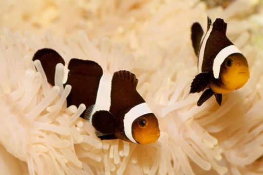 Amphiprion darwini élevage 3-4 cm le couple