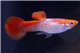 Guppy koi cobra mâle 2,5-3,5 cm