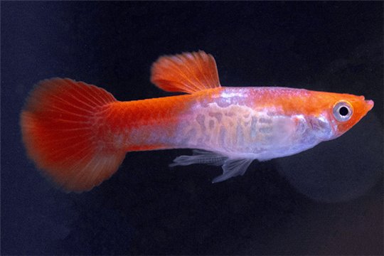 Guppy koi cobra mâle 2,5-3,5 cm