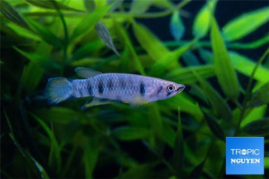 Epiplatys dageti monroviae 5-6 cm