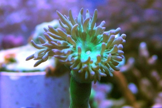 Duncanopsammia axifuga vert le polype