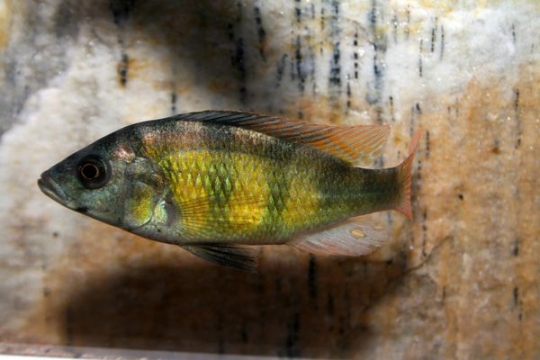 Haplochromis CH44 - 5-6.