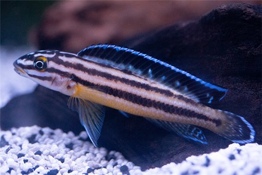 Julidochromis regani Kipili 6-7 cm
